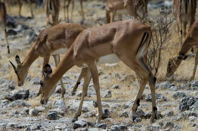 Antílope Impala - parque nacional de Etosha - Namibia 1.jpg